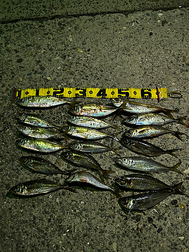 アジの釣果