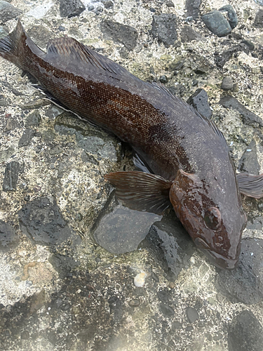 アイナメの釣果