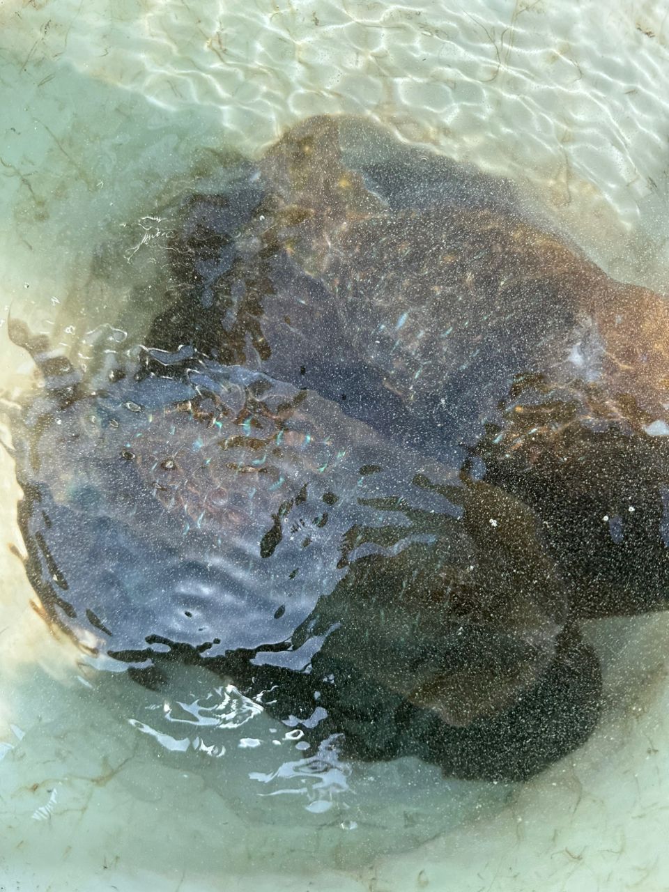 えのくんさんの釣果 2枚目の画像