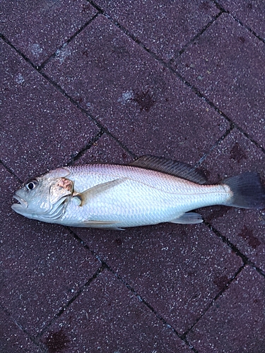 イシモチの釣果