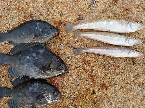 クチブトグレの釣果