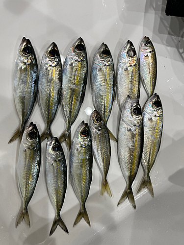 メアジの釣果