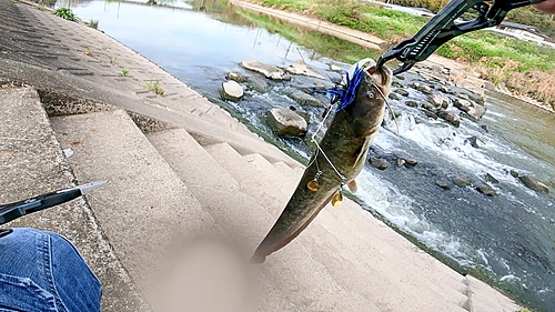 ナマズの釣果