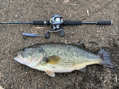 ラージマウスバスの釣果