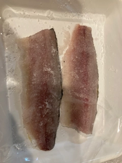 コノシロの釣果