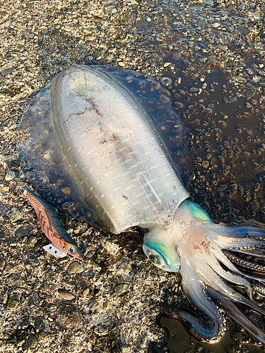 アオリイカの釣果