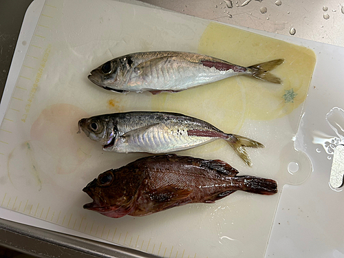 アジの釣果