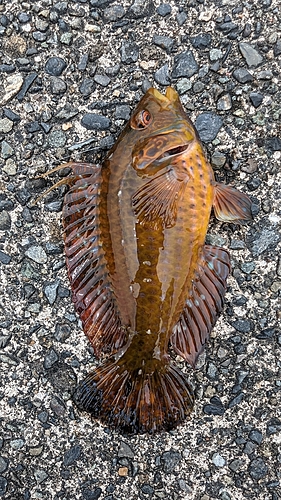 ブダイの釣果