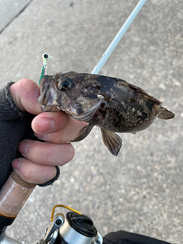 ソイの釣果