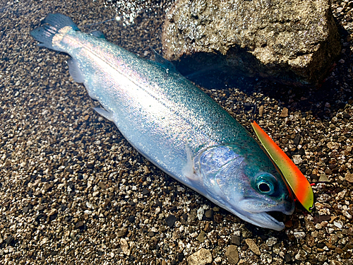 ニジマスの釣果