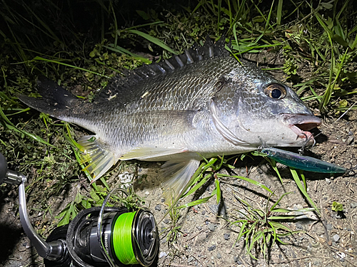 キビレの釣果