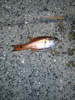 ネンブツダイの釣果