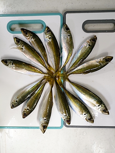 アジの釣果