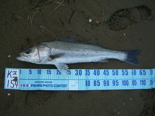 シーバスの釣果