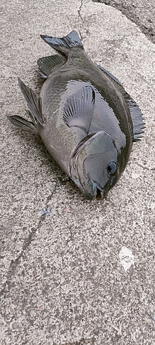 クチブトグレの釣果