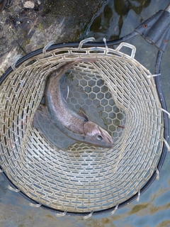 イワナの釣果