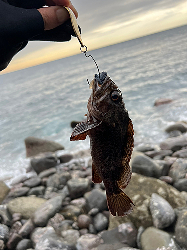 アカハタの釣果