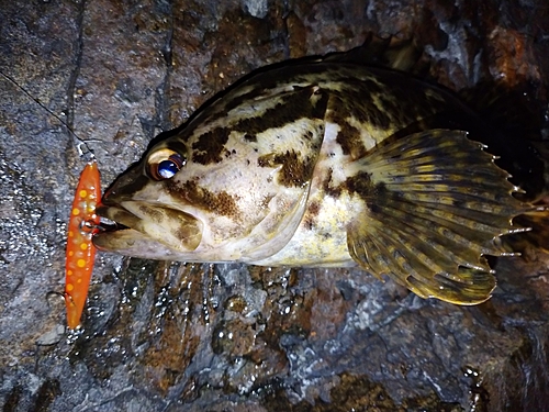 タケノコメバルの釣果