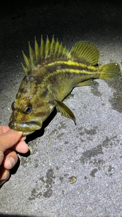 シマソイの釣果