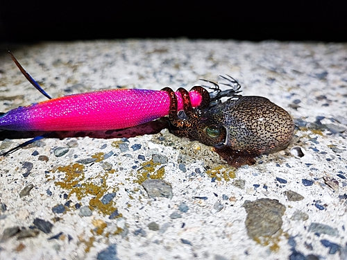 ミミイカの釣果