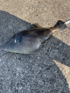 ウマヅラハギの釣果