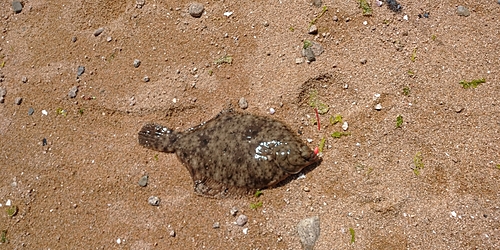 カレイの釣果