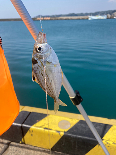 ヒイラギの釣果