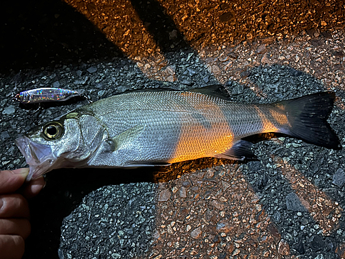 セイゴ（ヒラスズキ）の釣果