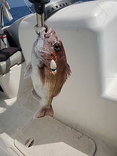 タイの釣果