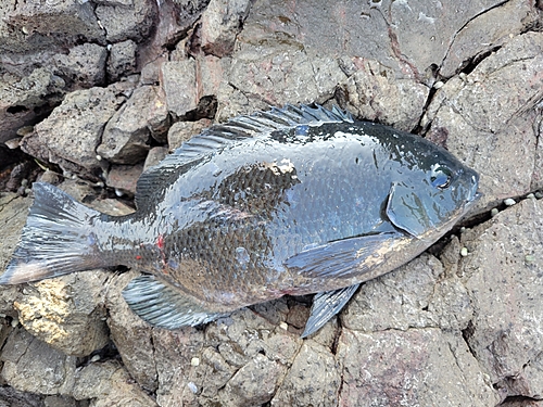 グレの釣果