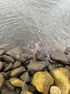 アカエイの釣果