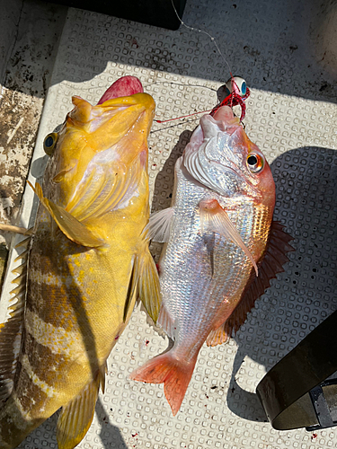 マダイの釣果