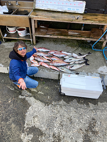 マダイの釣果