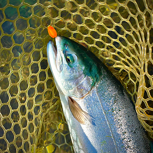 ホウライマスの釣果