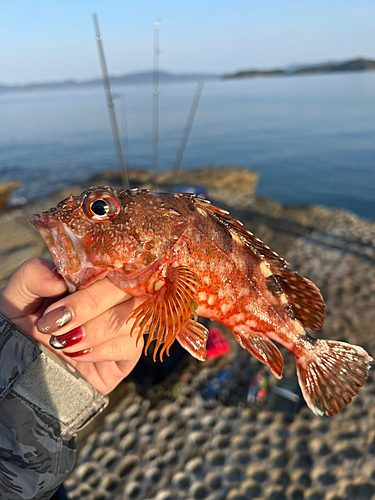 アラカブの釣果