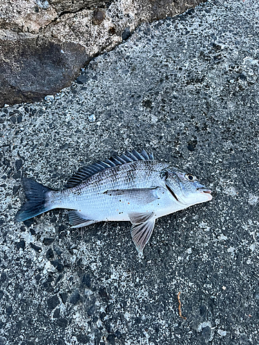 メイタの釣果