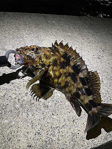 カサゴの釣果