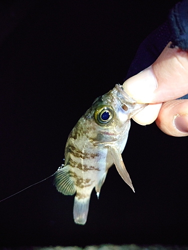 シロメバルの釣果