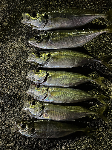 アジの釣果