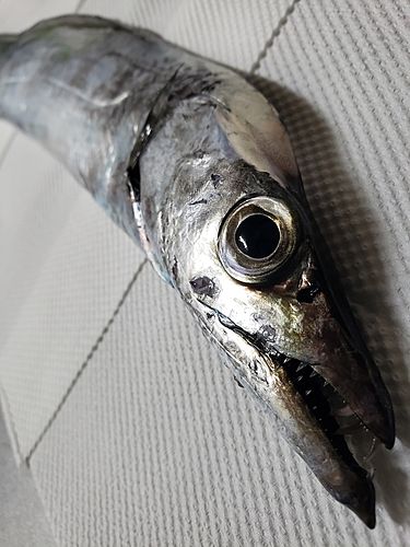 タチウオの釣果