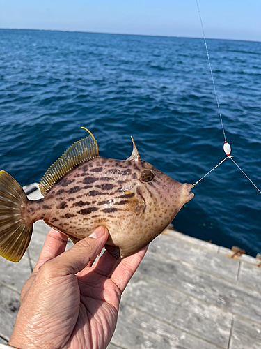 カワハギの釣果