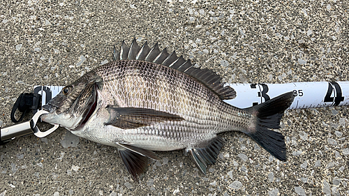 チヌの釣果