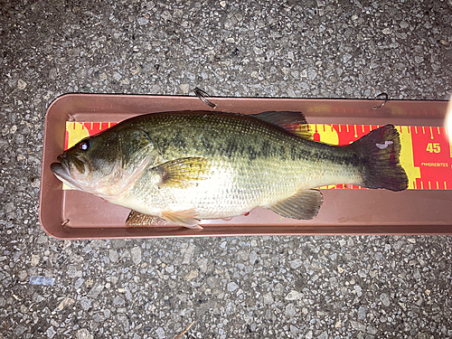 ブラックバスの釣果