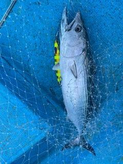 ハガツオの釣果