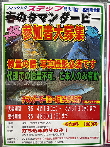 カマスの釣果