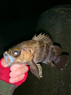 シロメバルの釣果