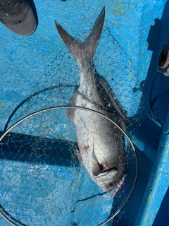 メダイの釣果