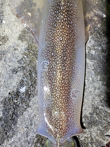 ヤリイカの釣果