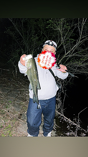 ブラックバスの釣果