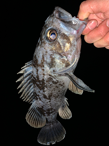 クロソイの釣果